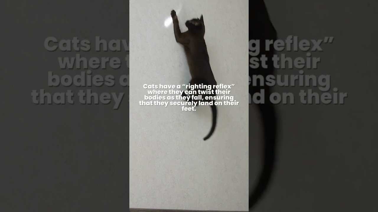 Do Cats Really Have Nine Lives? 🐈 Is it True that Cats have Nine Lives? #animalshorts #myths