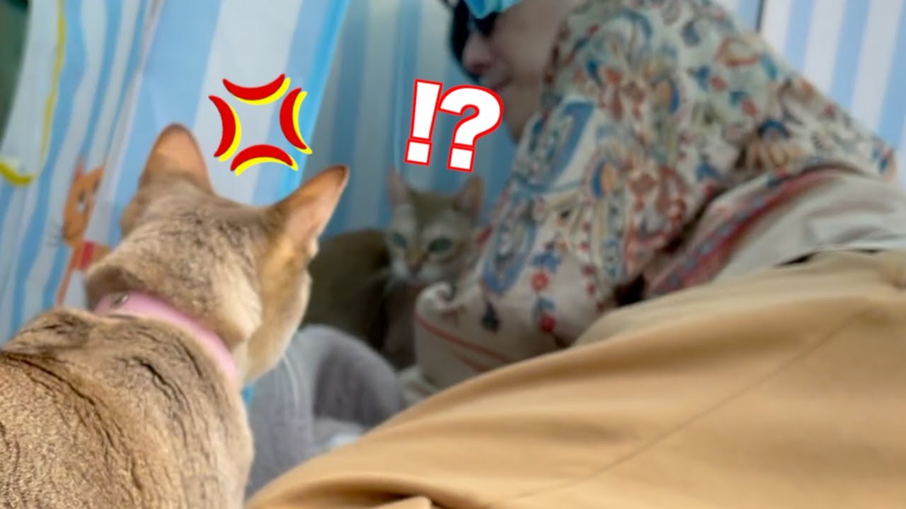 シンガプーラの兄妹ゲンカ！！その原因は・・・