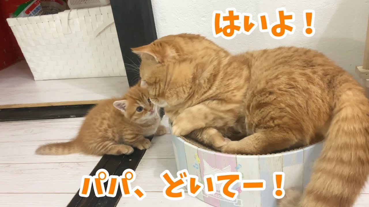 子猫用爪研ぎの上で昼寝してるパパにどいてもらう子猫とすぐどくパパ💓