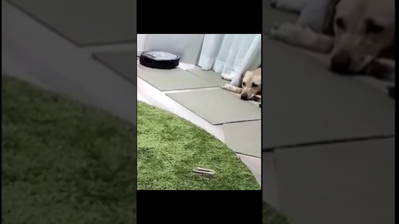 威嚇の癖が強い子猫。#cat #セルカークレックス #猫 #子猫 #dog #ラブラドールレトリバー #犬 #犬と猫 #猫と犬 #猫動画 #犬のいる暮らし #くせが強すぎる猫 #癖が強いんじゃ