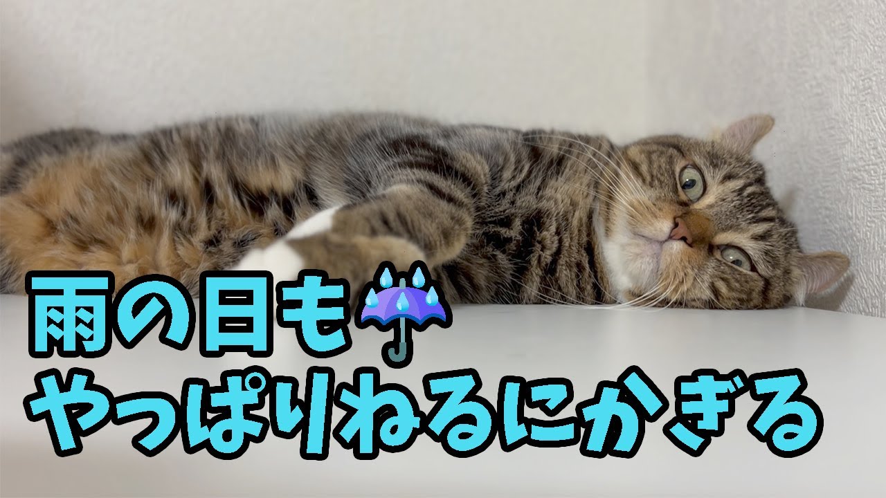 雨の日も、やっぱりおねむなわんにゃん３兄弟