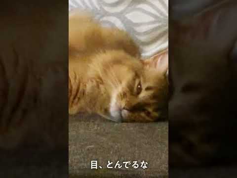 #114　意識が宇宙にコンタクトするソマリ