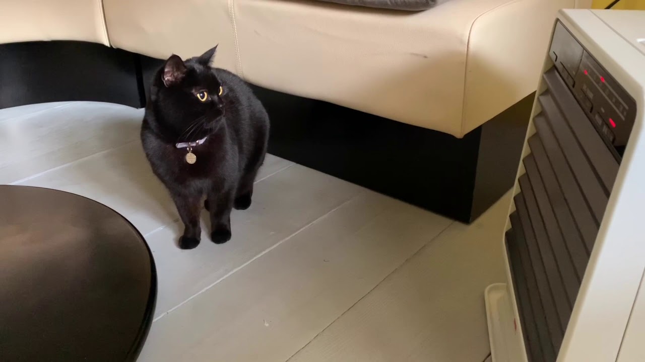 ストーブの音にビックリする猫ベニス☆黒猫ボンベイ