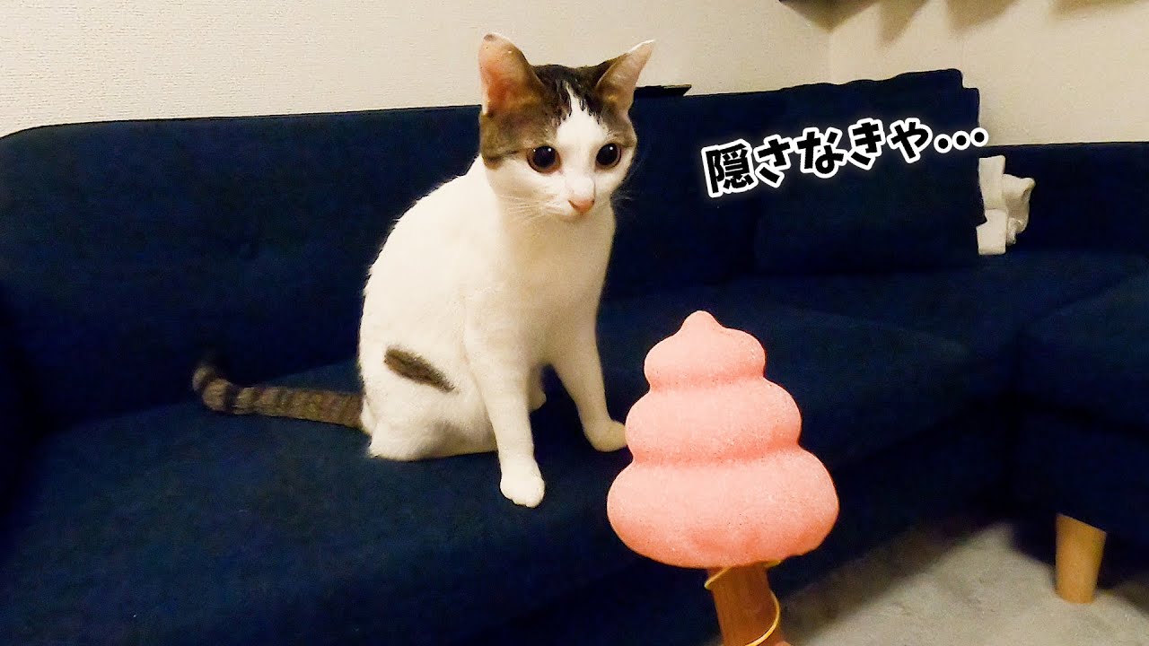 この猫、これがうん〇だと認識しています！このあととった行動が可愛すぎました