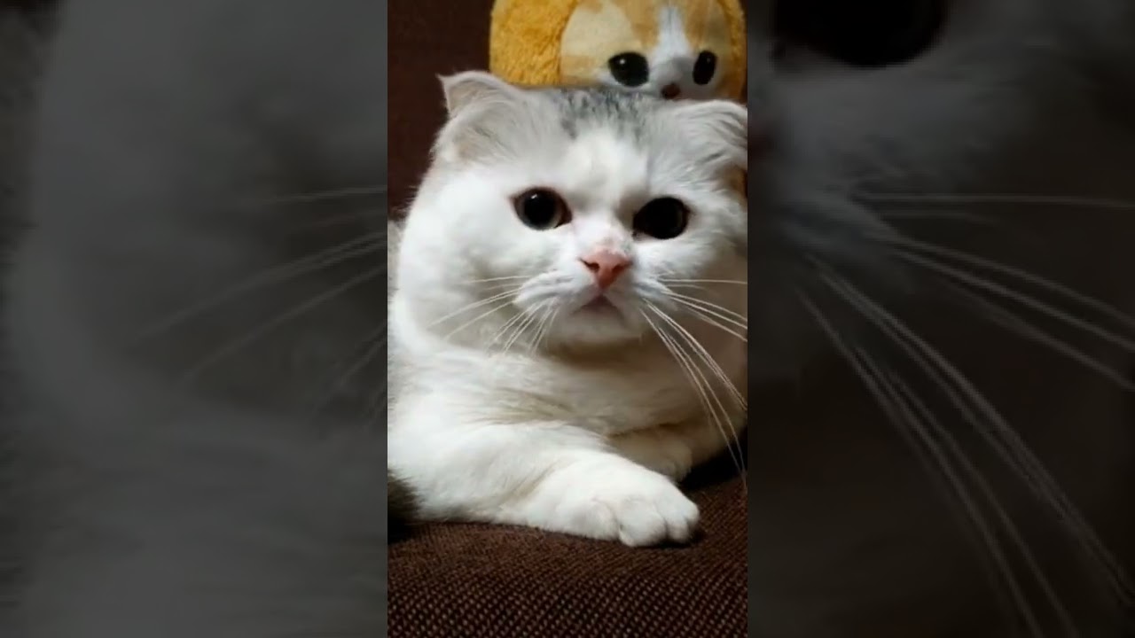 えびにゃん　#shorts #ミヌエット #こねこ #子猫 #コネコ #マンチカン #猫 #cat #ネコ #ねこ #サメにゃん
