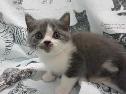 ブリティッシュショートヘアーのブルー＆ホワイトの男の子22093