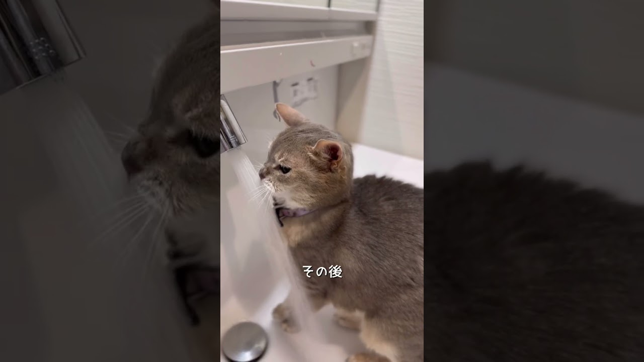 多頭飼いのモーニングルーティン