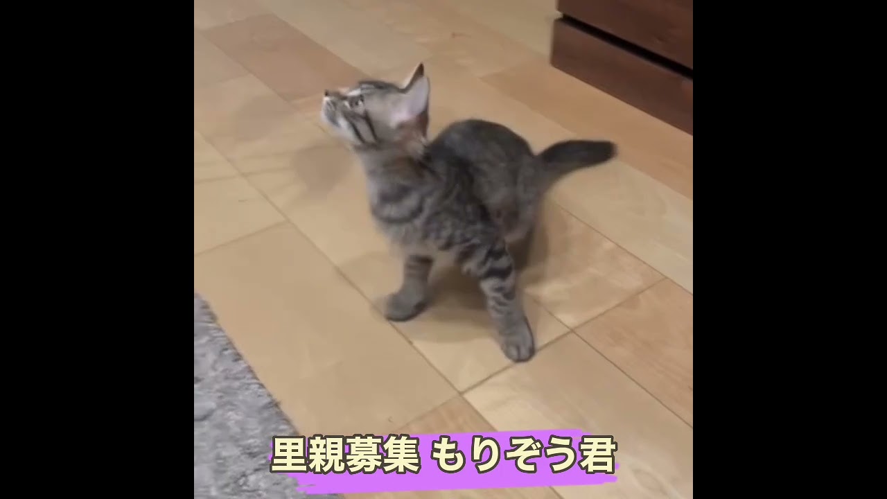 里親募集　キジトラもりぞう君