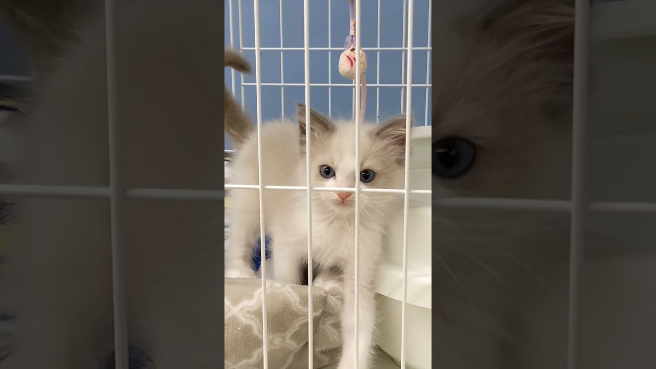シャオルとの初めての出会い 　#ラグドール #子猫 #猫