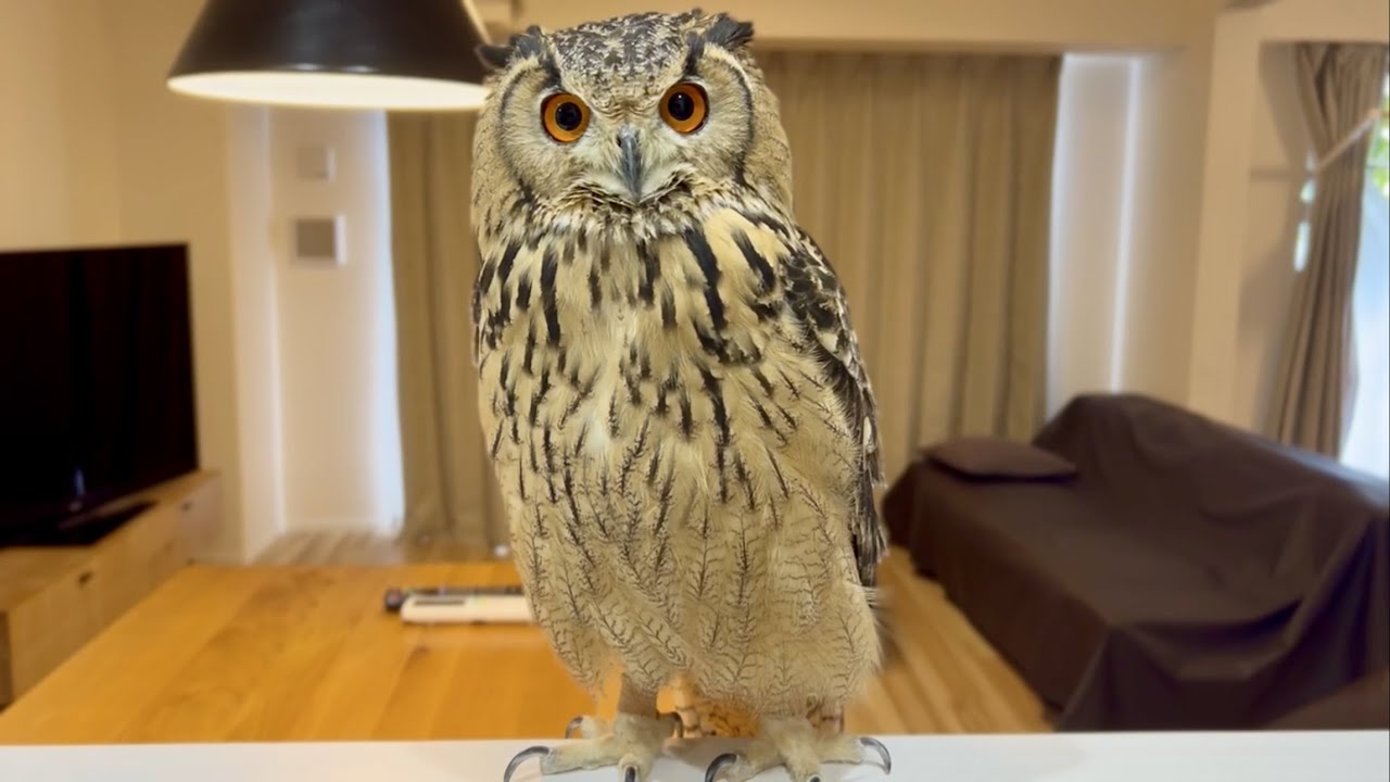 #636 この顔にピンときたら Wanted owl 【ベンガルワシミミズク】
