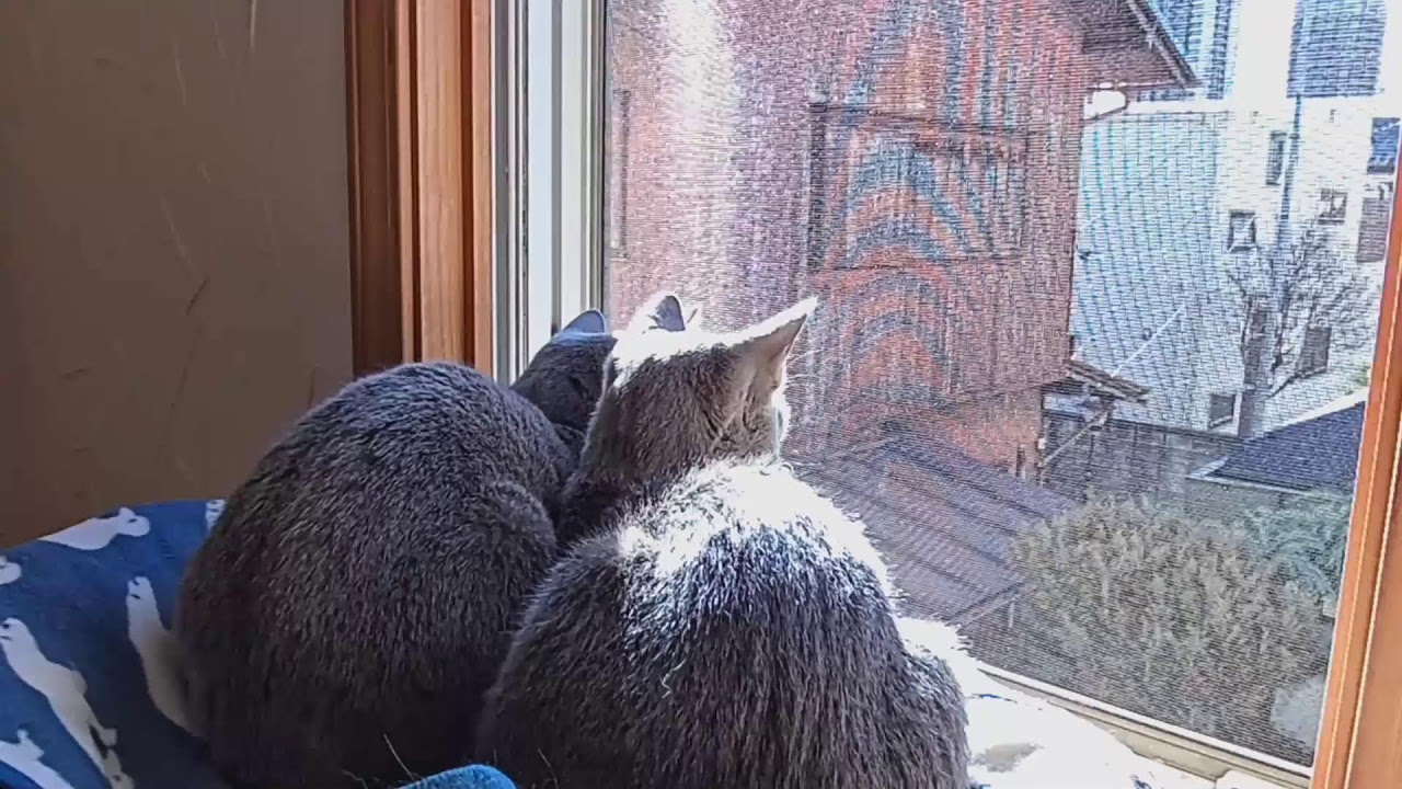 生後199日目 ロシアンブルー子猫 寒いけど自宅警備は欠かせない My kitten's diary. Russian Blue