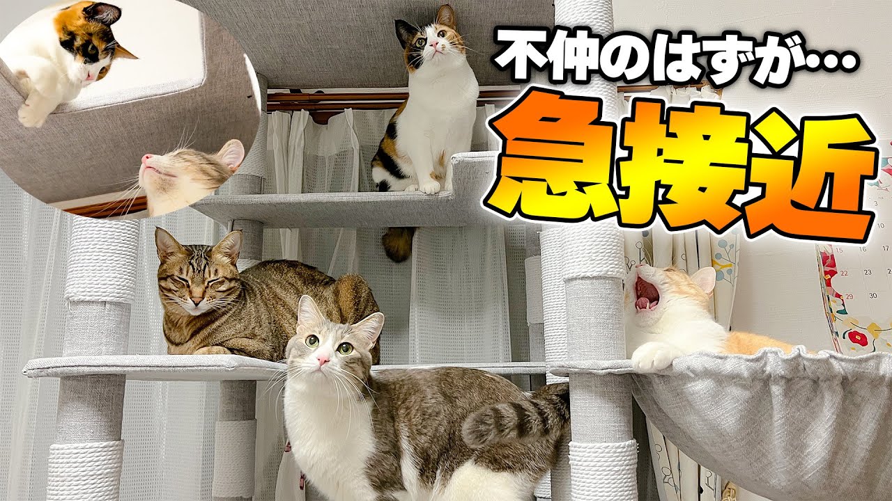 威嚇ばかりで心配だった猫たちの距離がいつのまにか急接近⁉︎ 猫たちの間で何があったのか…？？？