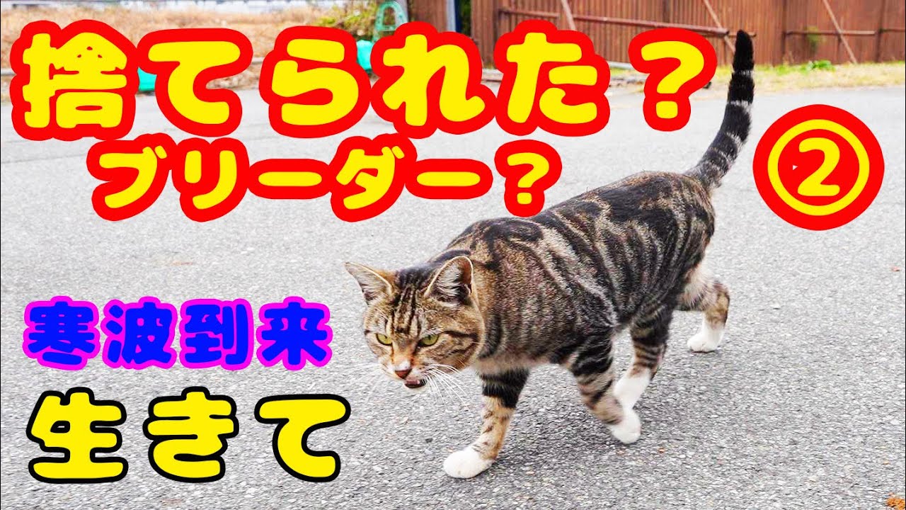 大寒波到来前に子猫にご飯をあげにいきました アメリカンショートヘア？が捨てられたのかな？ボランティアさんと調査