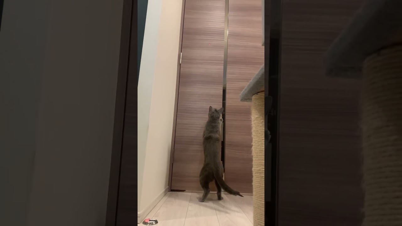 強引に選手交代する弟猫 #ロシアンブルー #ソマリ #しっぽ吸い