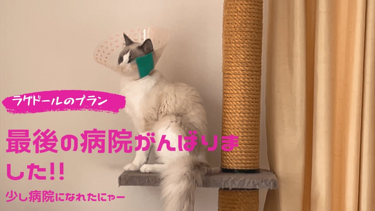 猫が最後の病院がんばりました！！#避妊手術 #ラグドール #猫