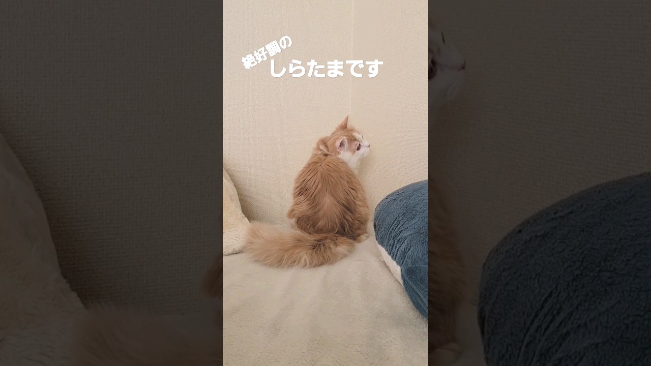 【子猫】ゲレンデがとけるほど恋したい猫#ラガマフィン #shorts #大寒波気をつけて