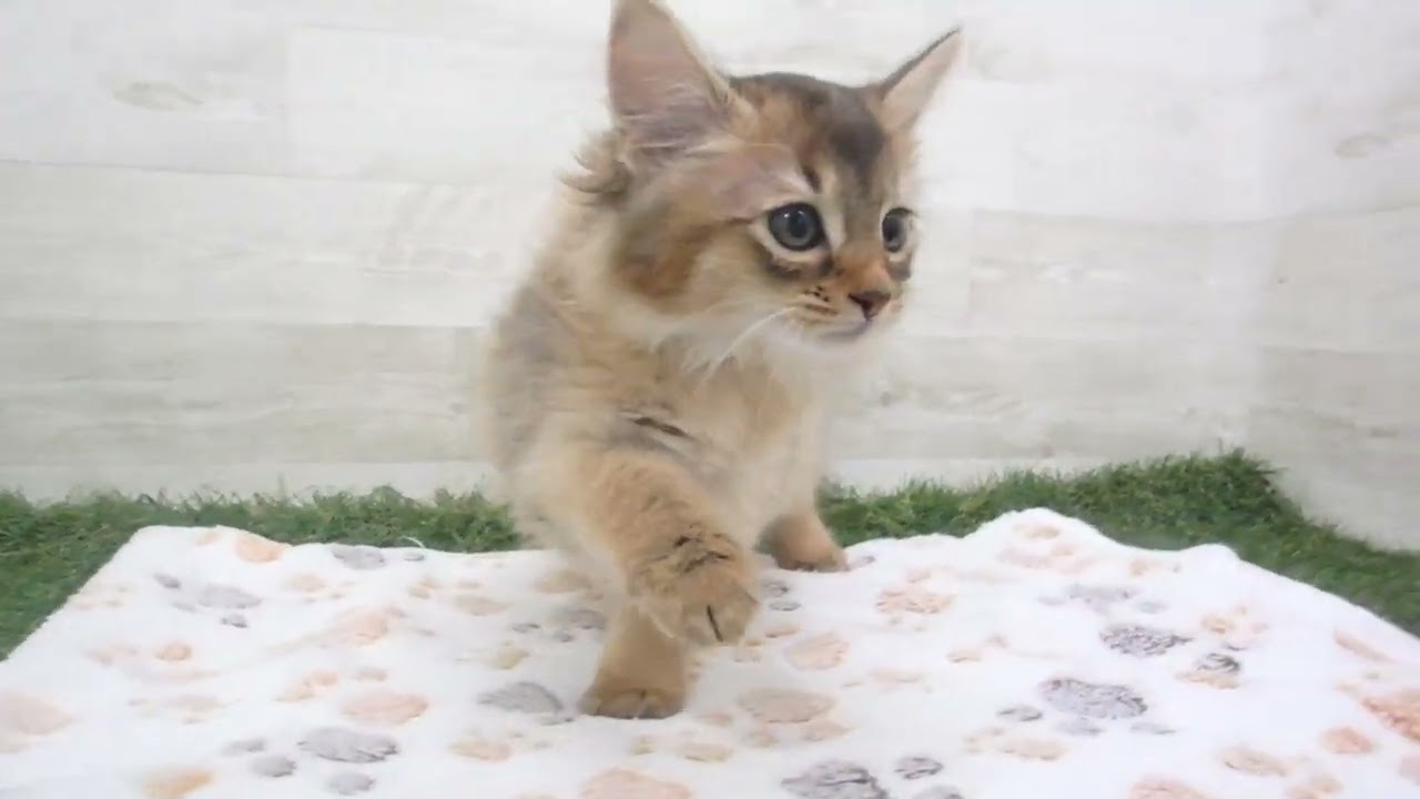 Coo&RIKU　No00615593 ソマリ