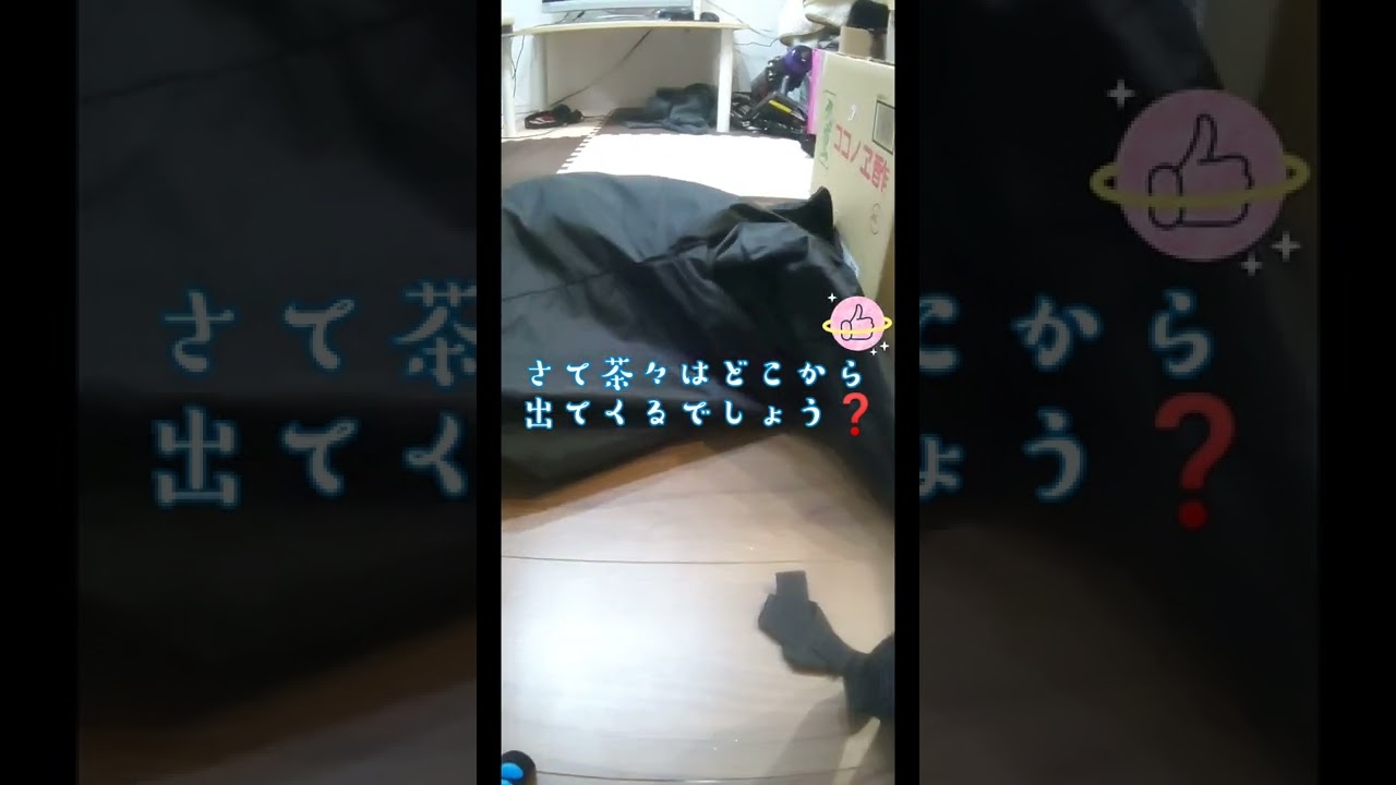 かくれんぼするかわいい　#三毛猫　の子猫。日本猫。#shorts