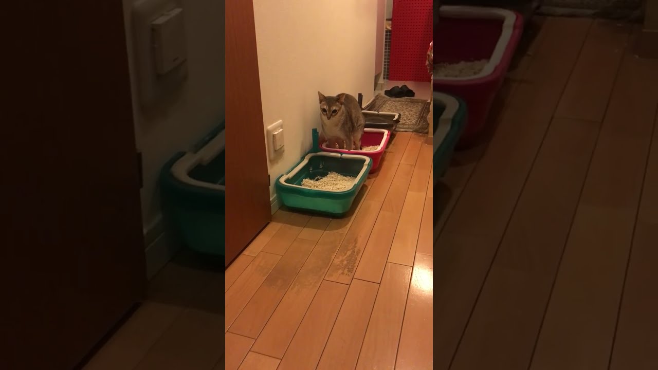あんよを目一杯伸ばしてトイレのシンガプーラなのにゃ♪