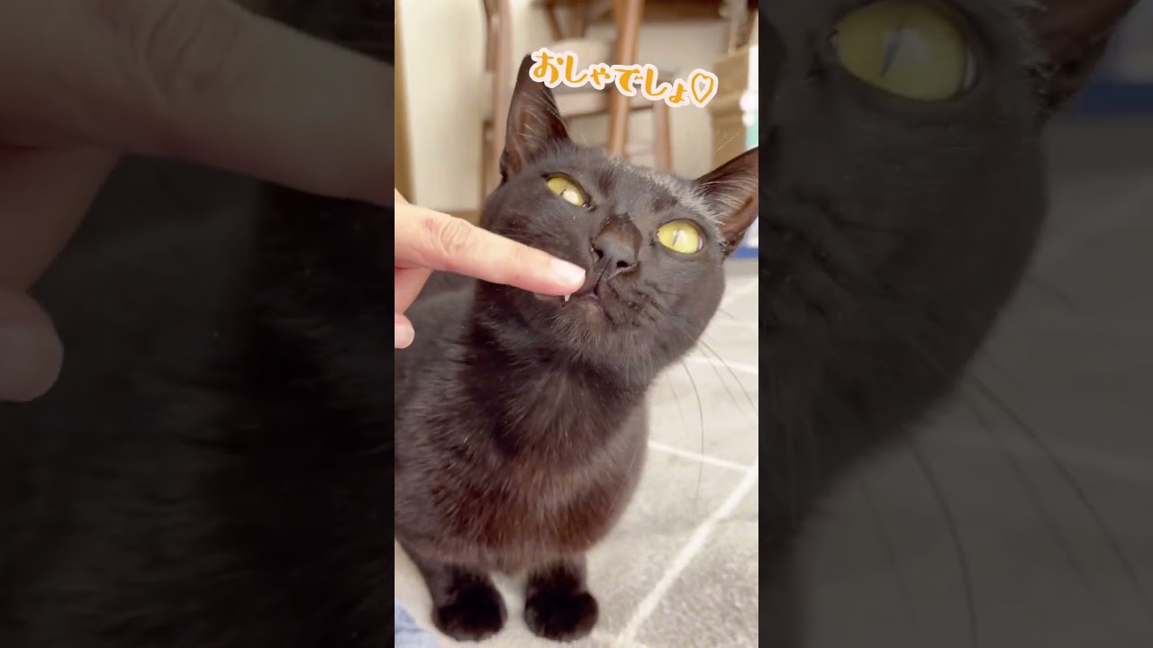 猫砂の粉でお化粧気分な猫