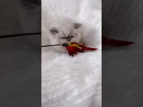 ヒマラヤン ブルーポイントの男の子♪