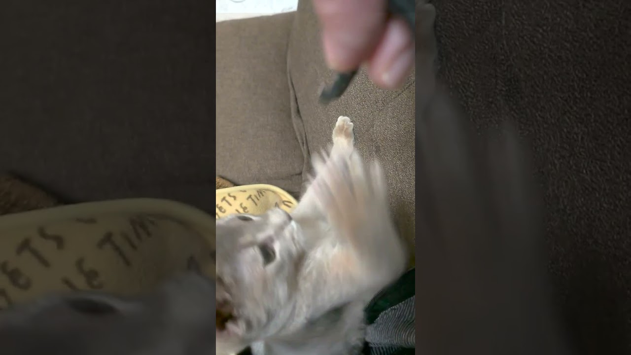 アビシニアンの子猫の遊び #Shorts