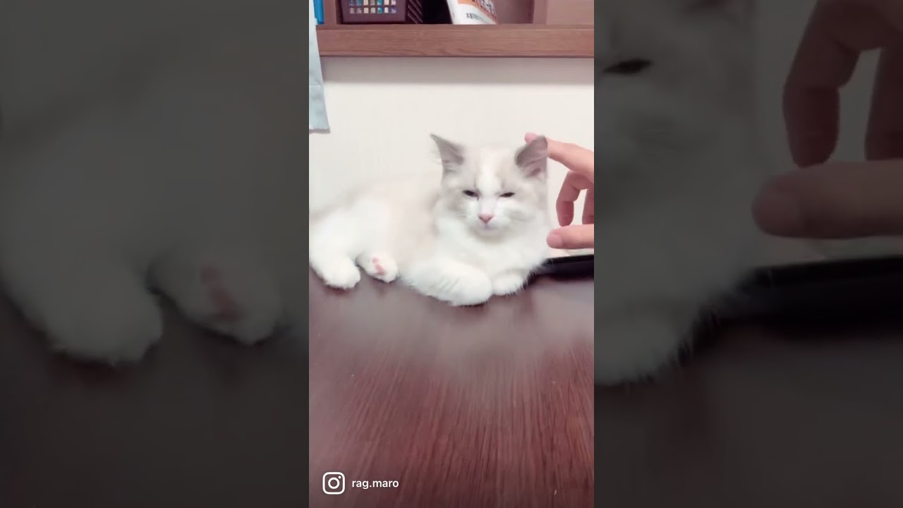 【ラグドール子猫 0歳4ヶ月】寝るのといたずらが大好き