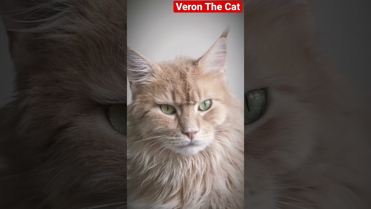 Long haired brown cat #shorts #cat #catvideo #2022inshort