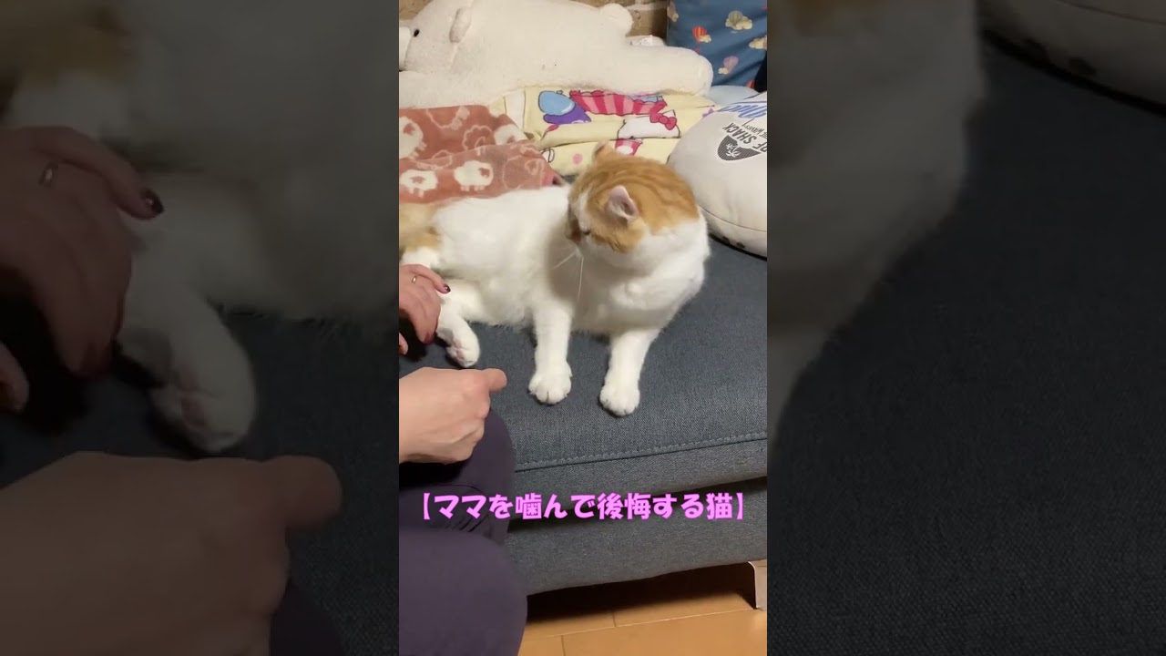 ママを噛んで後悔する猫 #shorts  #猫 #アメリカンカール #cat