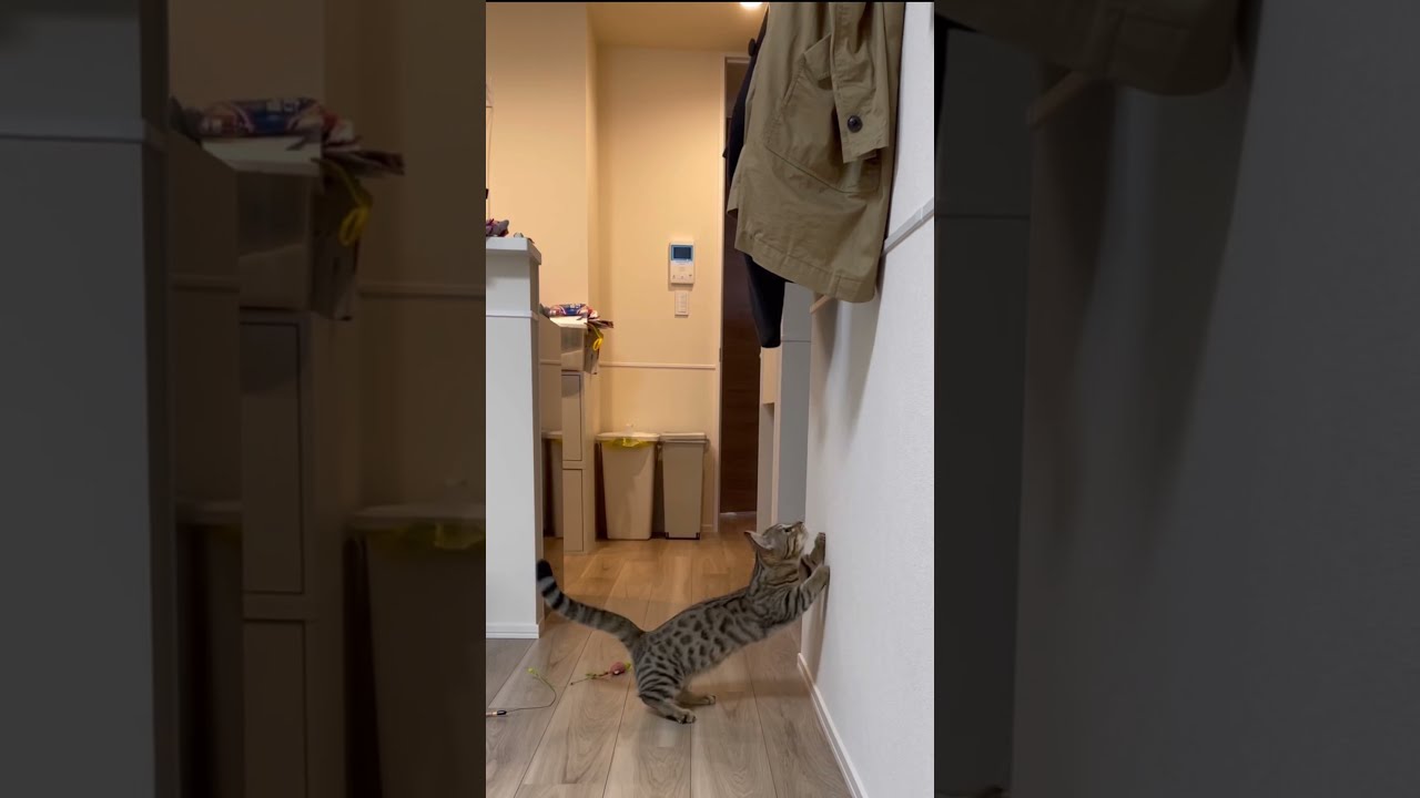 ジャンプで獲物を捕らえるジェネッタ猫（ベンガル×マンチカン） #Shorts