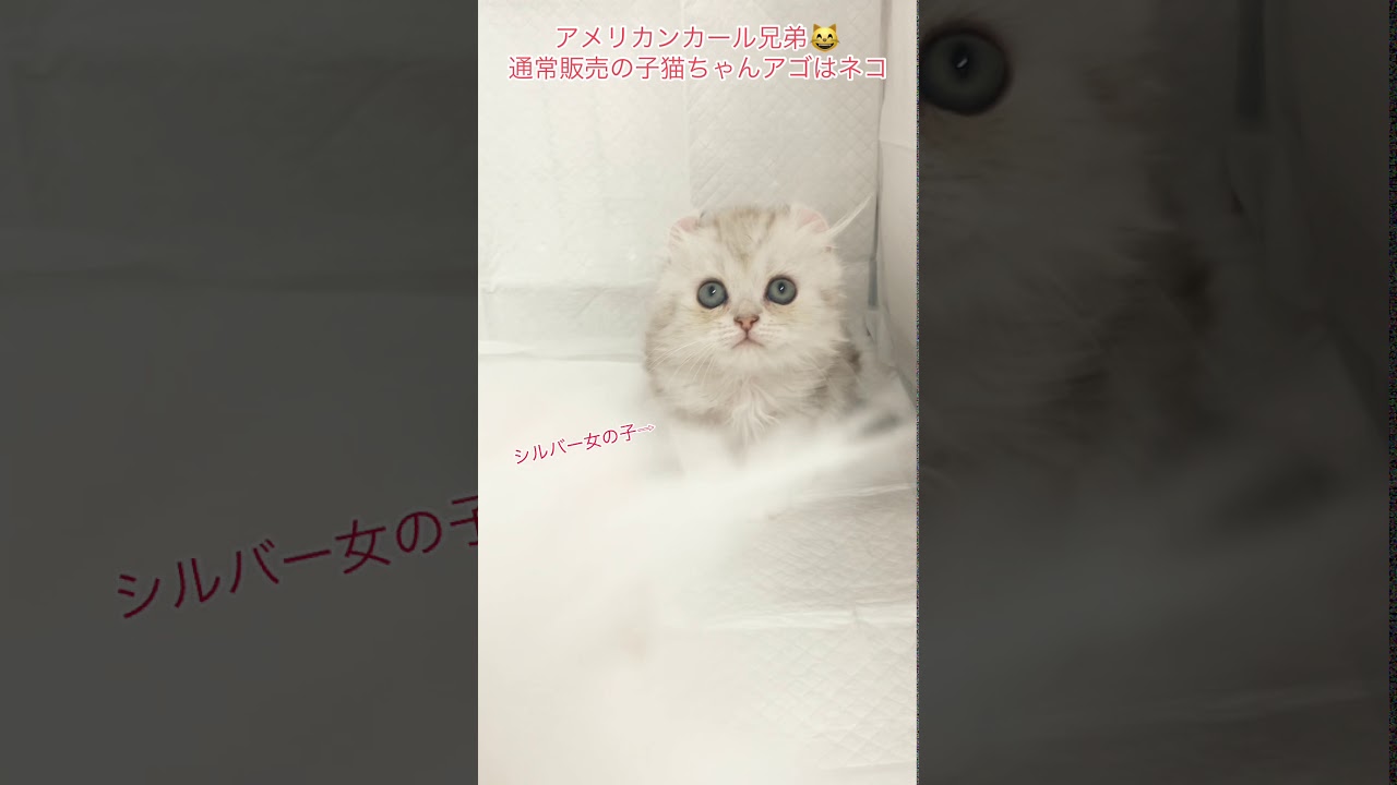 @アメリカンカール　@兄弟猫ちゃん　@通常販売の子猫ちゃん　@アゴはネコ