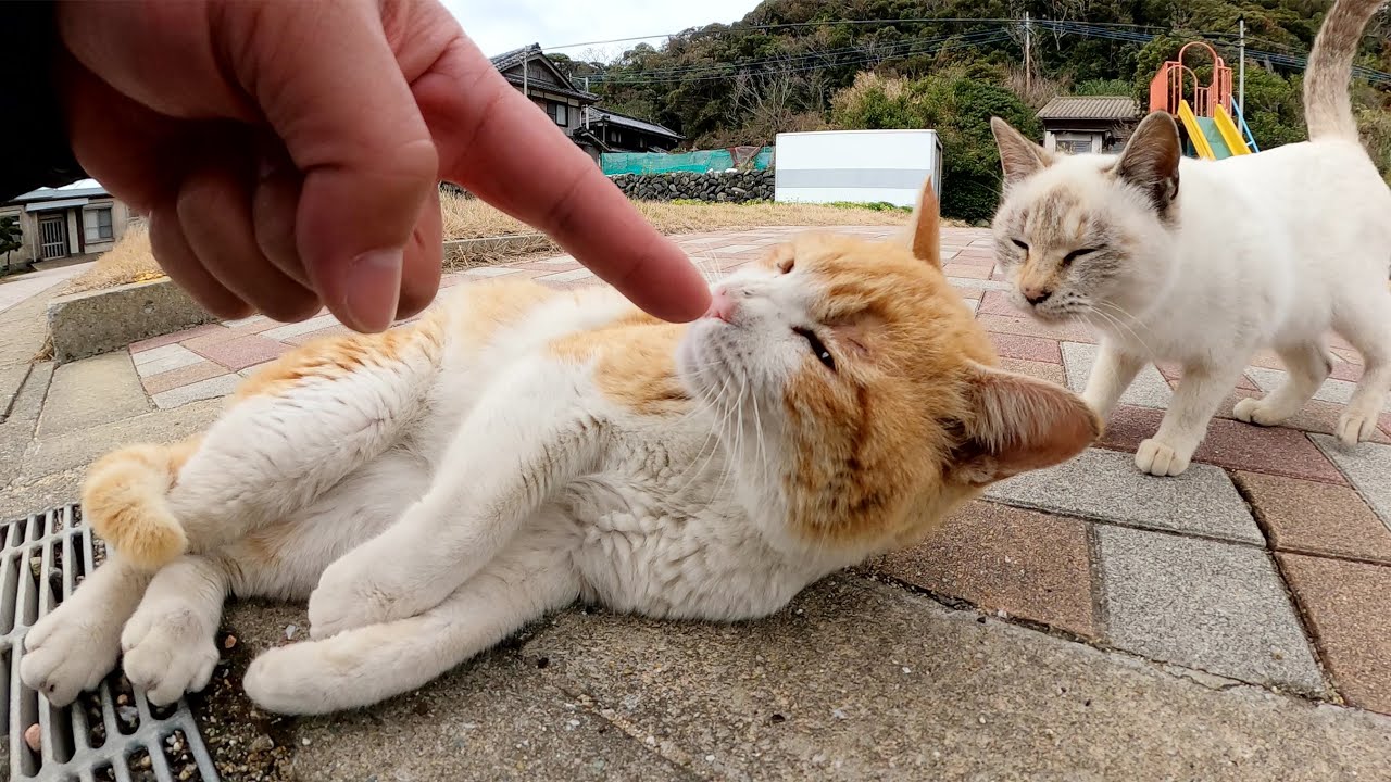 茶シロ猫をモフっていたらシャム猫が可愛いポーズで割り込んできた