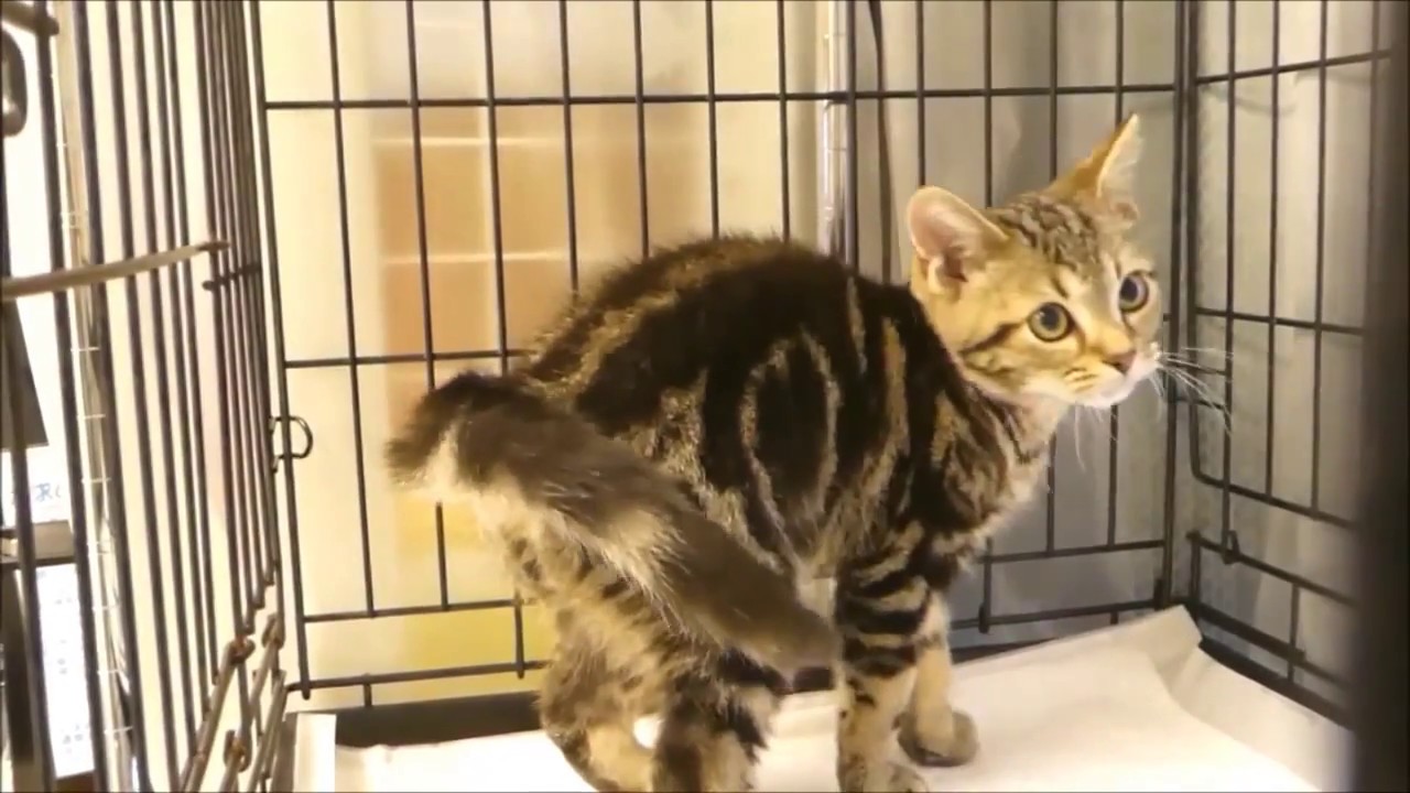 とてもおっとりした性格の子です。アメリカンショートヘアブラウンタビー(^_^)○ネコ専門店アゴ○JR代々木駅西口徒歩１分○アゴはネコ可愛いネコちゃんが沢山！