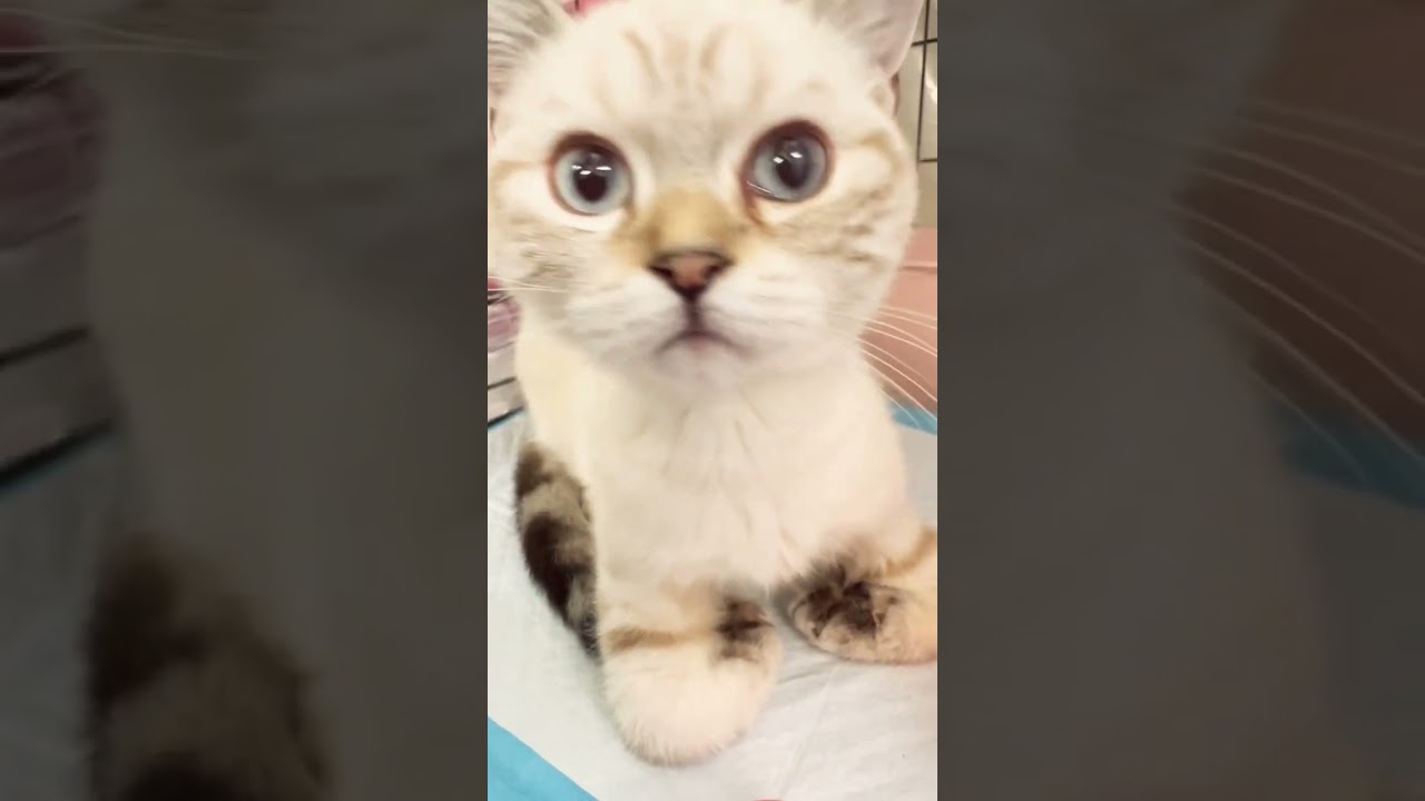 #里親募集中 #子猫 #マンチカン #可愛い猫