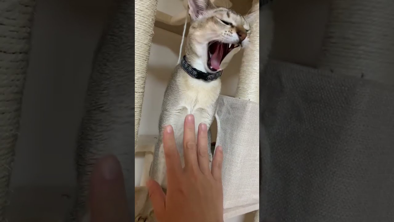 【8 sec.】Big Yawn #shorts #cat #シンガプーラ #chat #kucing #cute #癒し #ねこ