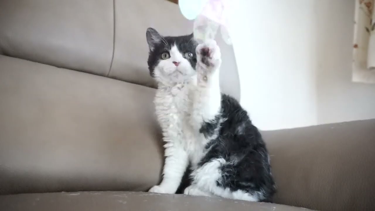 セルカークレックス子猫　2022.７.23産まれ　ブラック＆ホワイト　男の子　シーダキャット猫のお店