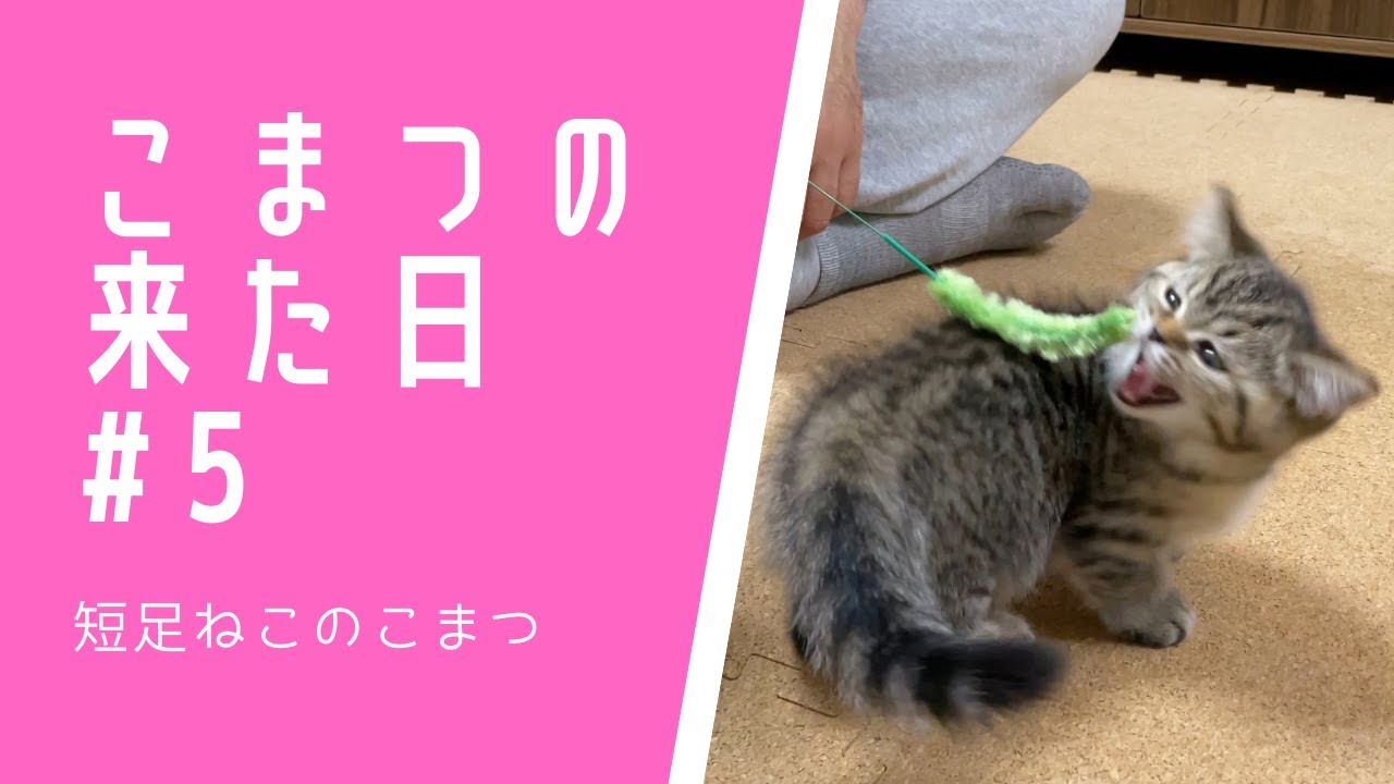 【こまつの来た日#5】長旅の疲れも見せずに猫じゃらしに食いつく子猫 #Shorts
