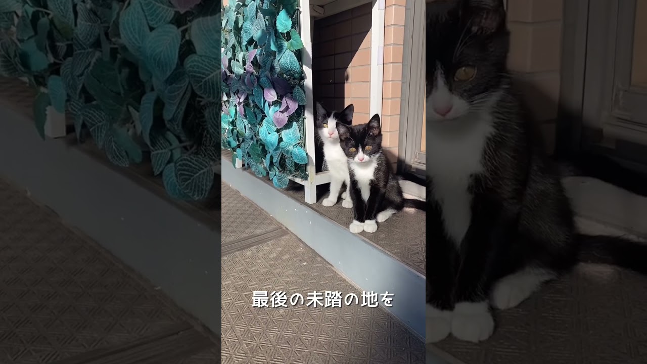怖がり子猫、初めてのベランダ