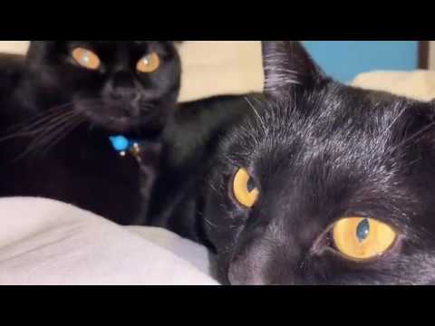 ４匹黒猫ボンベイ家族☆おメメが金色