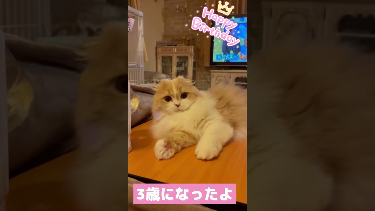 【スコティッシュフォールド】猫が3歳のお誕生日を迎えました㊗️#Shortsほてちゃん