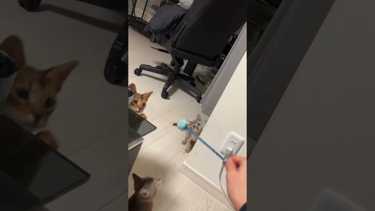 アビシニアン 可愛い男の子！