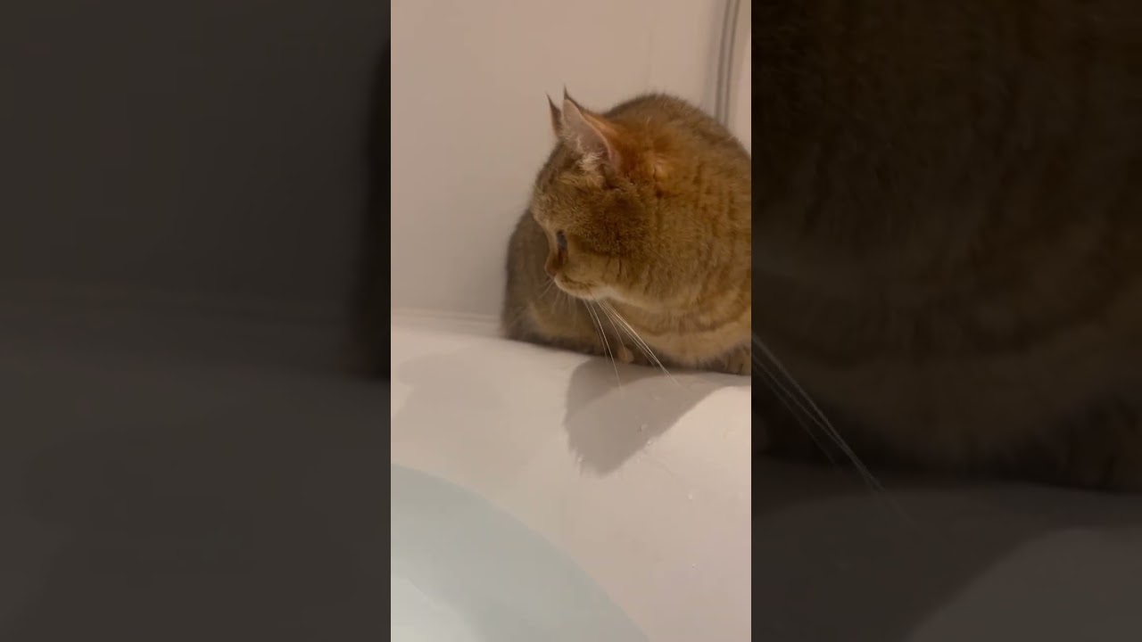 はじめてのお風呂潜入成功した新人スパイ猫🐈#shorts 【キンカロー】