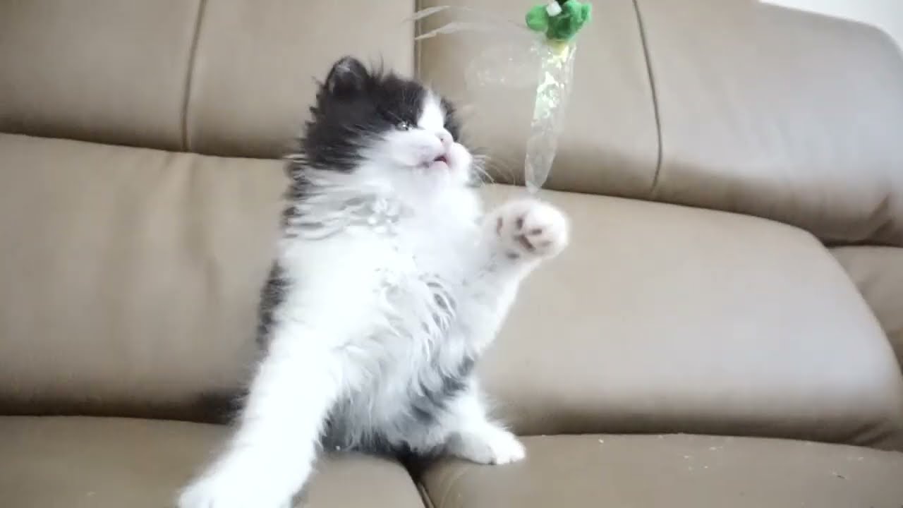 セルカークレックス子猫　2022.9.30産まれ 　ブラック＆ホワイト　　女の子　シーダキャット猫のお店