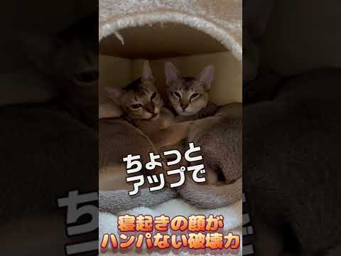 笑撃の寝起き顔 #shorts #cat #kucing #シンガプーラ #cute #funny #猫のいる暮らし  #ねこ #笑える