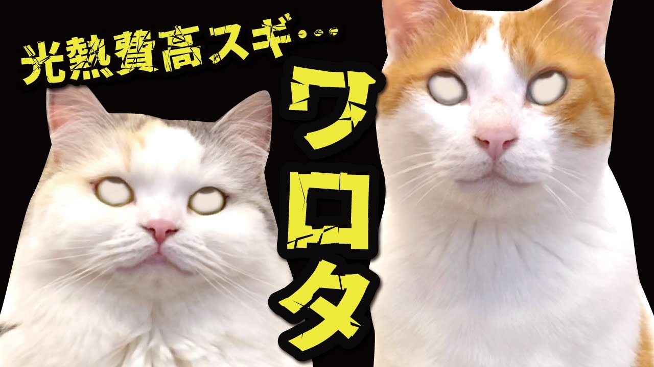 【最強寒波】値上がりした光熱費がヤバすぎてマジでワロえません…【関西弁でしゃべる猫】