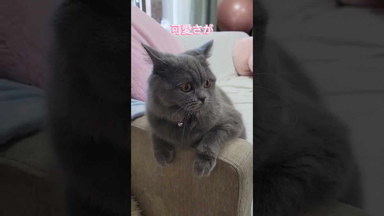 自分大好きな猫💕【サイベリアン・キキのKIKICHANNEL】#shorts