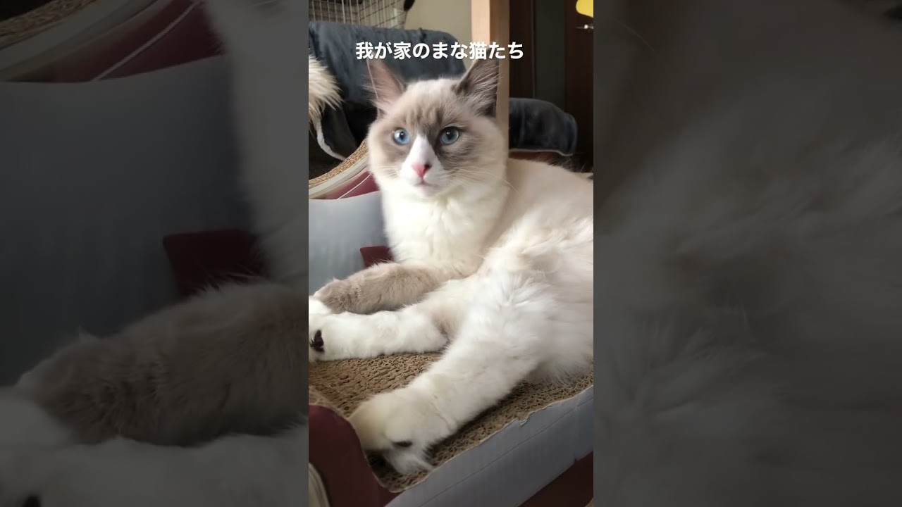 まな猫たち #shorts #猫動画 #ノルウェージャンフォレストキャット #アビシニアン #サイベリアン #cat #まな猫