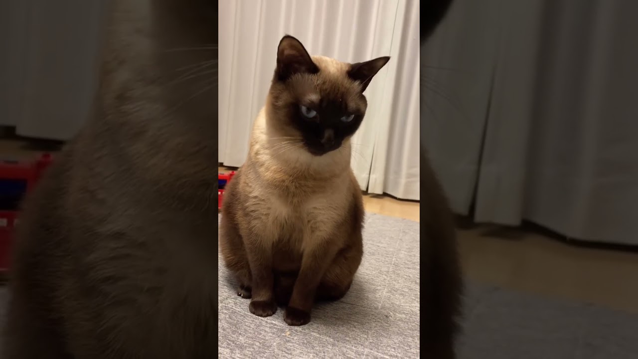 お座りがかわいい