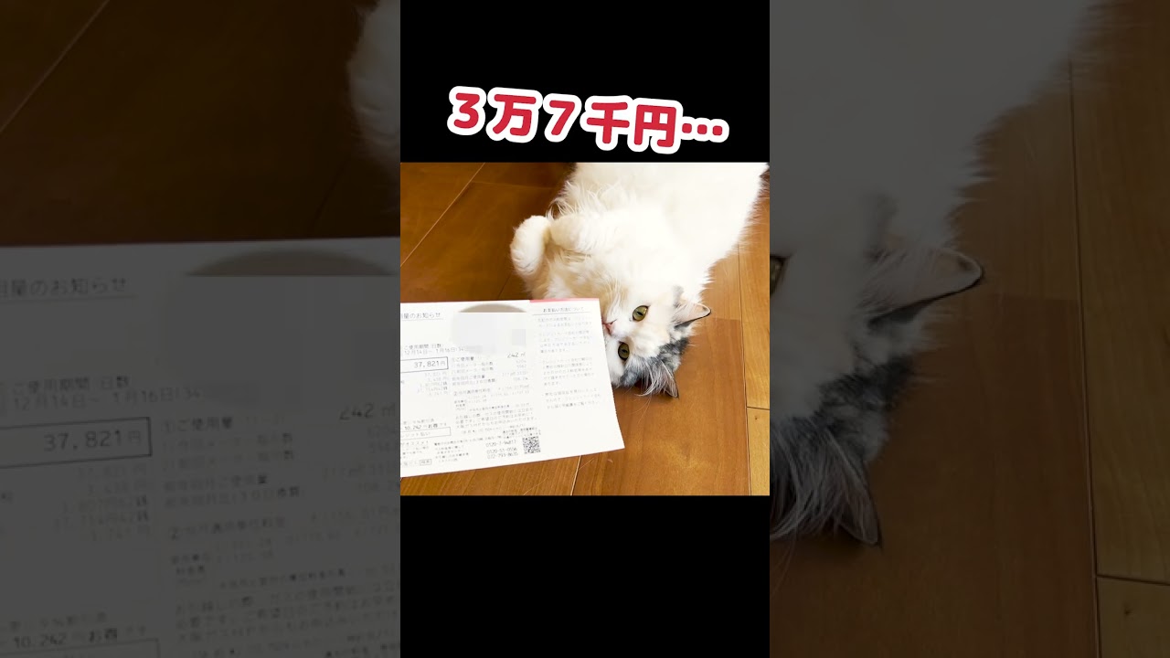 光熱費が高すぎて狂乱する猫 #Shorts