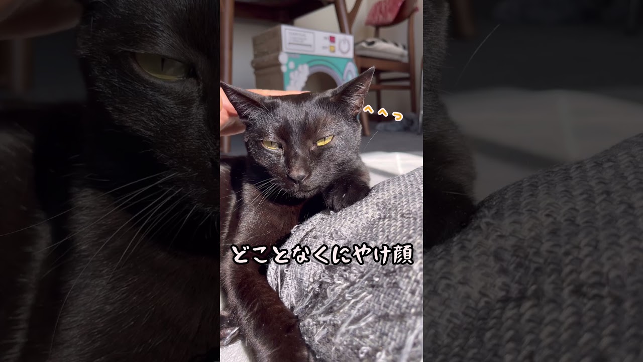 なでなでされてにこにこ猫